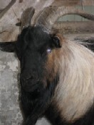 Faint Hope Acres Sandman